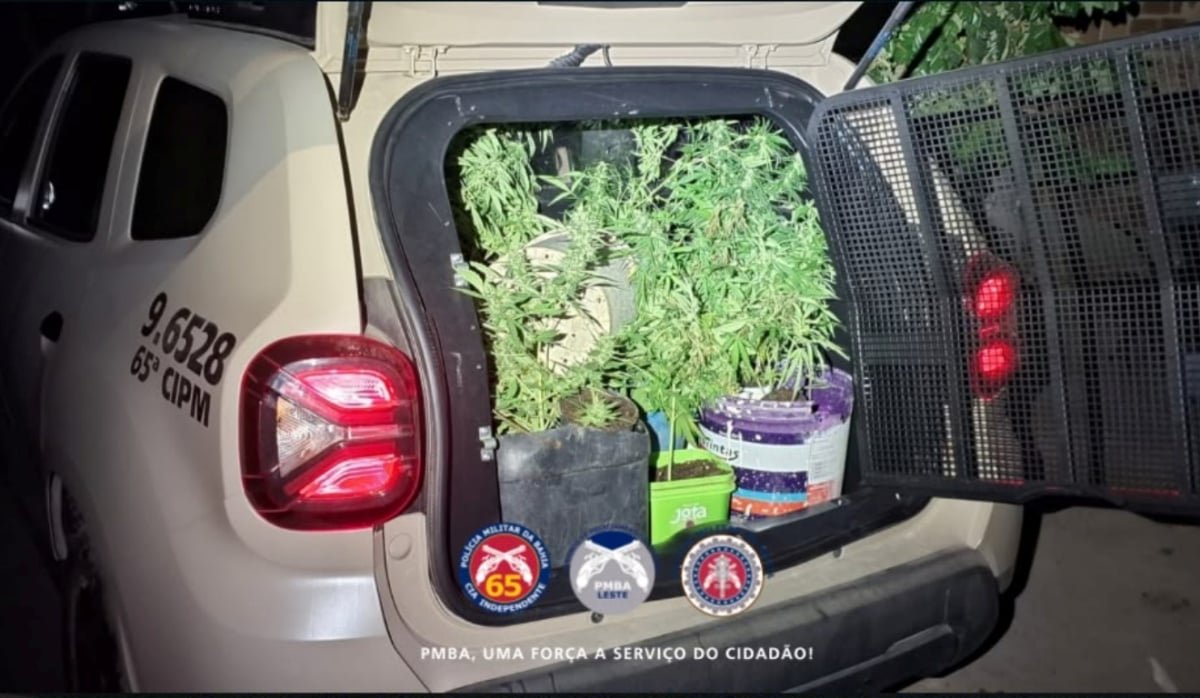 PM apreende quase 30 pés de maconha em distrito de Feira de Santana