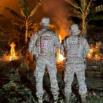 Polícia destrói 32 mil pés de maconha e prende sete suspeitos no Sertão pernambucano