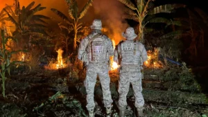 Polícia destrói 32 mil pés de maconha e prende sete suspeitos no Sertão pernambucano
