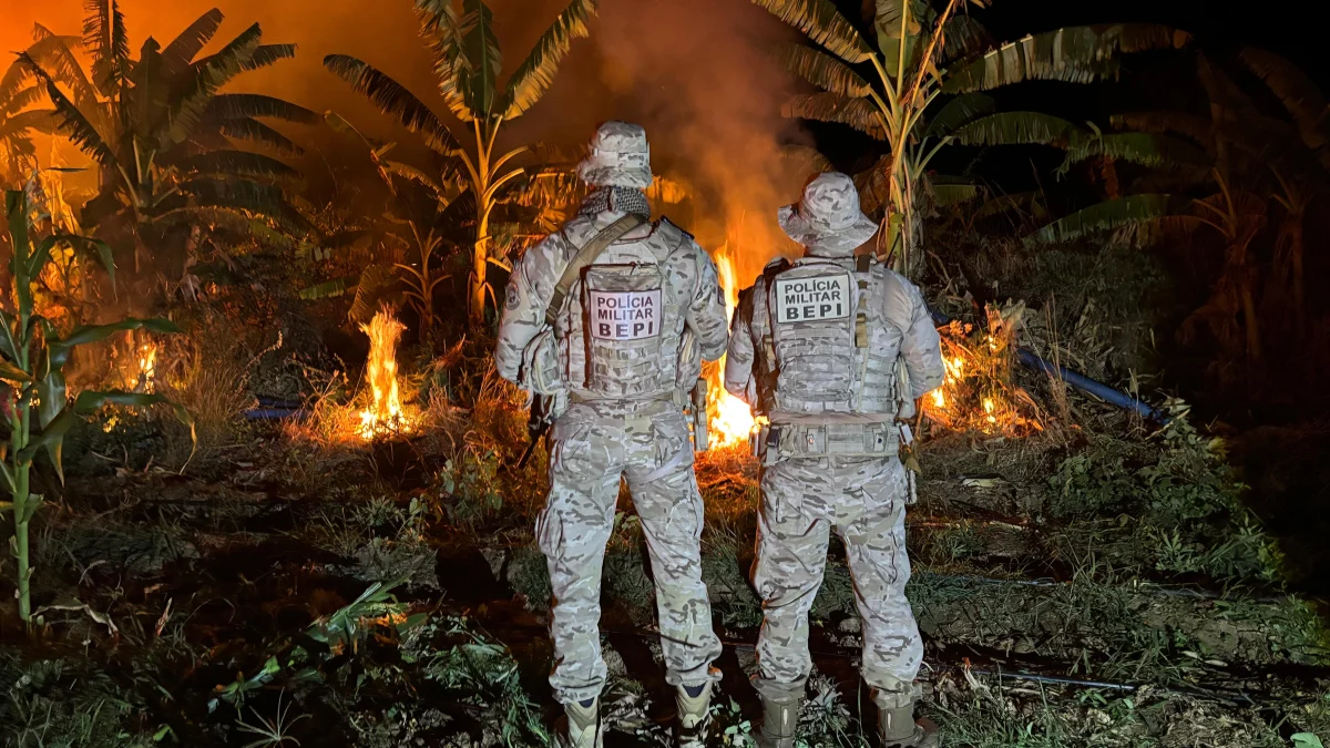Polícia destrói 32 mil pés de maconha e prende sete suspeitos no Sertão pernambucano